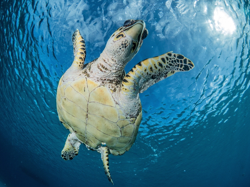 Hello says the turtle in Curacao. by Brenda De Vries 