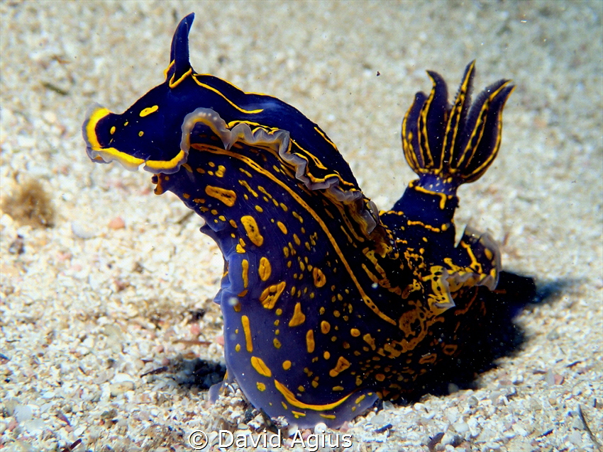 Nudibranch on reef next to Tug2 Wreck at Exiles Beach, Sl... by David Agius 