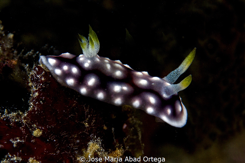 Goniobranchus geometricus nudibranch by Jose Maria Abad Ortega 