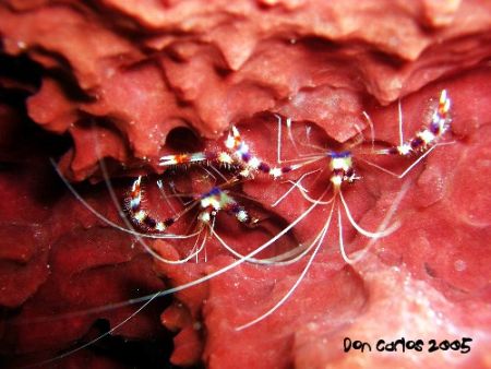 Welcome to our crazy cleaning station, only upsidedown fi... by Carlos Valenzuela 