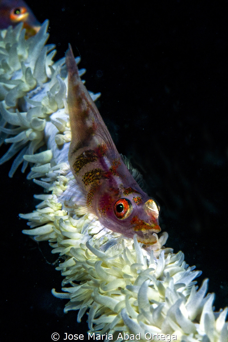 Gobi (Bryaninops yongei) on whip coral (Cirrhipathes angu... by Jose Maria Abad Ortega 