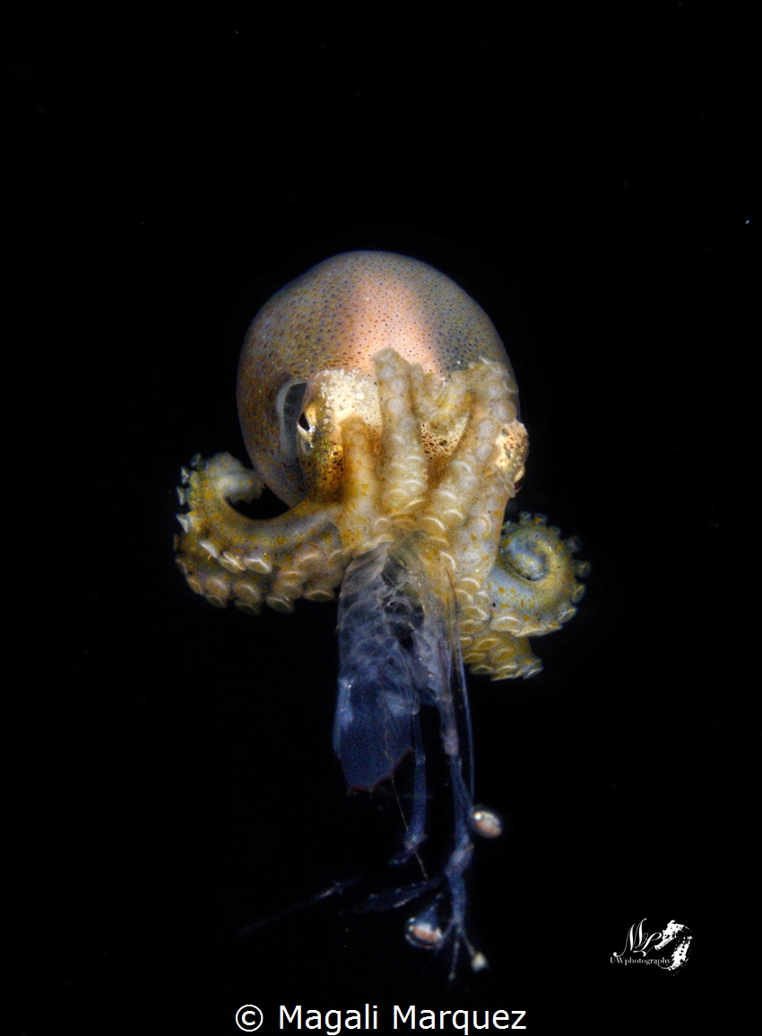 Octopod hunting Mantis shrimp
Bonfire diving by Magali Marquez 