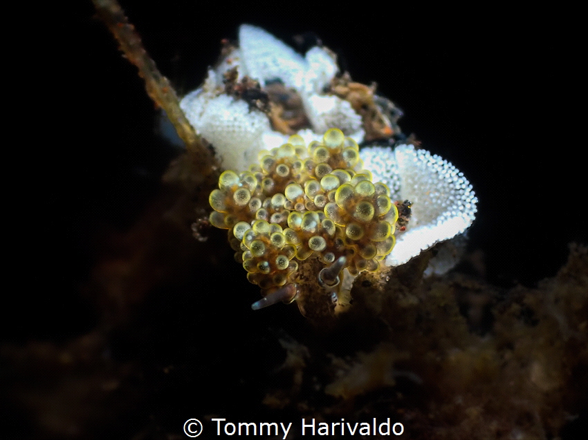 'successor' // doto racemosa with her thousand of eggs. by Tommy Harivaldo 