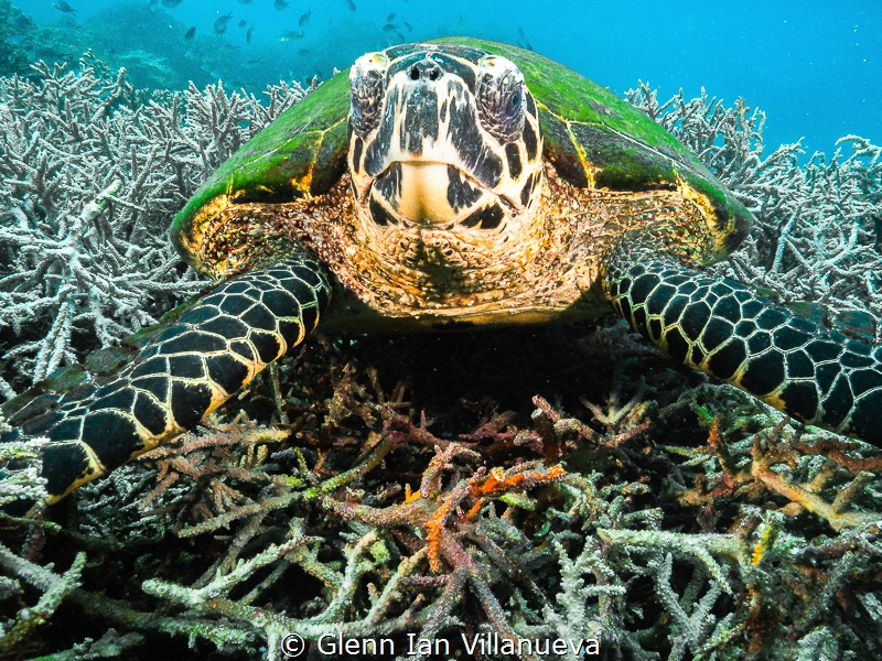 This is a photo of a turtle, I believe he is a hawksbill ... by Glenn Ian Villanueva 