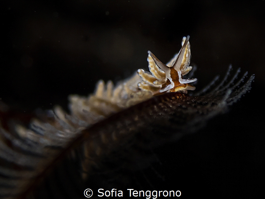 Eubranchus sp. by Sofia Tenggrono 
