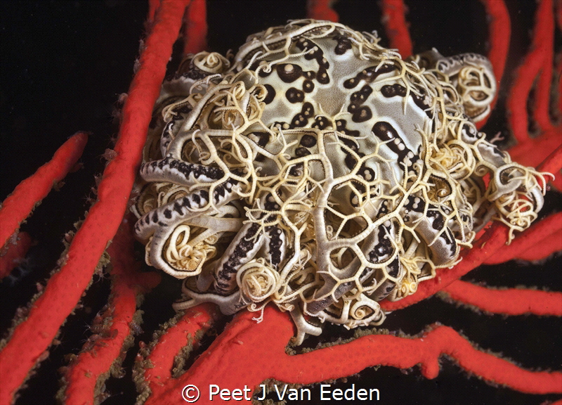 Crown Jewel

Basket Star on a palmate fan by Peet J Van Eeden 