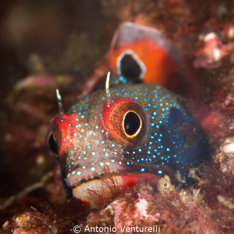 Mexican Goby_El Morro_P.Vallarta_2021
(Canon 100mm,t1/25... by Antonio Venturelli 