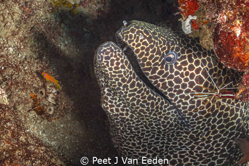 The Cleaning Station by Peet J Van Eeden 