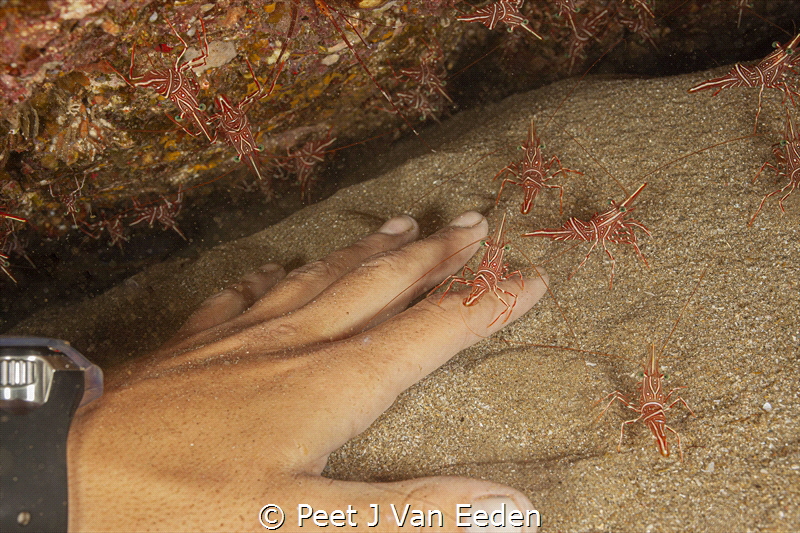 The Manicure

Durban Dancers cleaner shrimps at work by Peet J Van Eeden 
