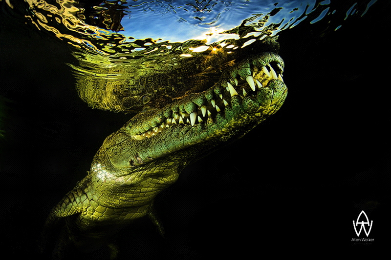 "Shiver"
Watching as the crocodile glided over me I got ... by Allen Walker 