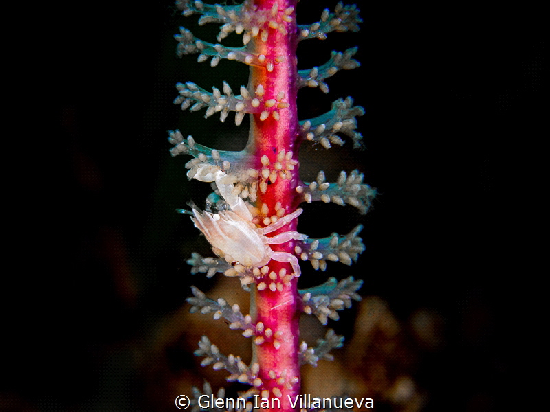 This is a photo of a sea-pen crab. Taken in Dauin, Philip... by Glenn Ian Villanueva 
