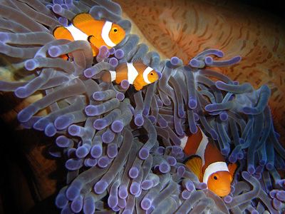 clown family by Heru Suryoko 
