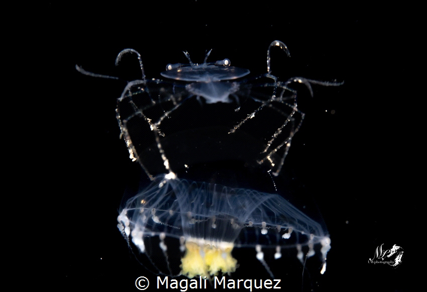 Larva spiny lobster riding a jellyfish 
Bonfire diving 
... by Magali Marquez 