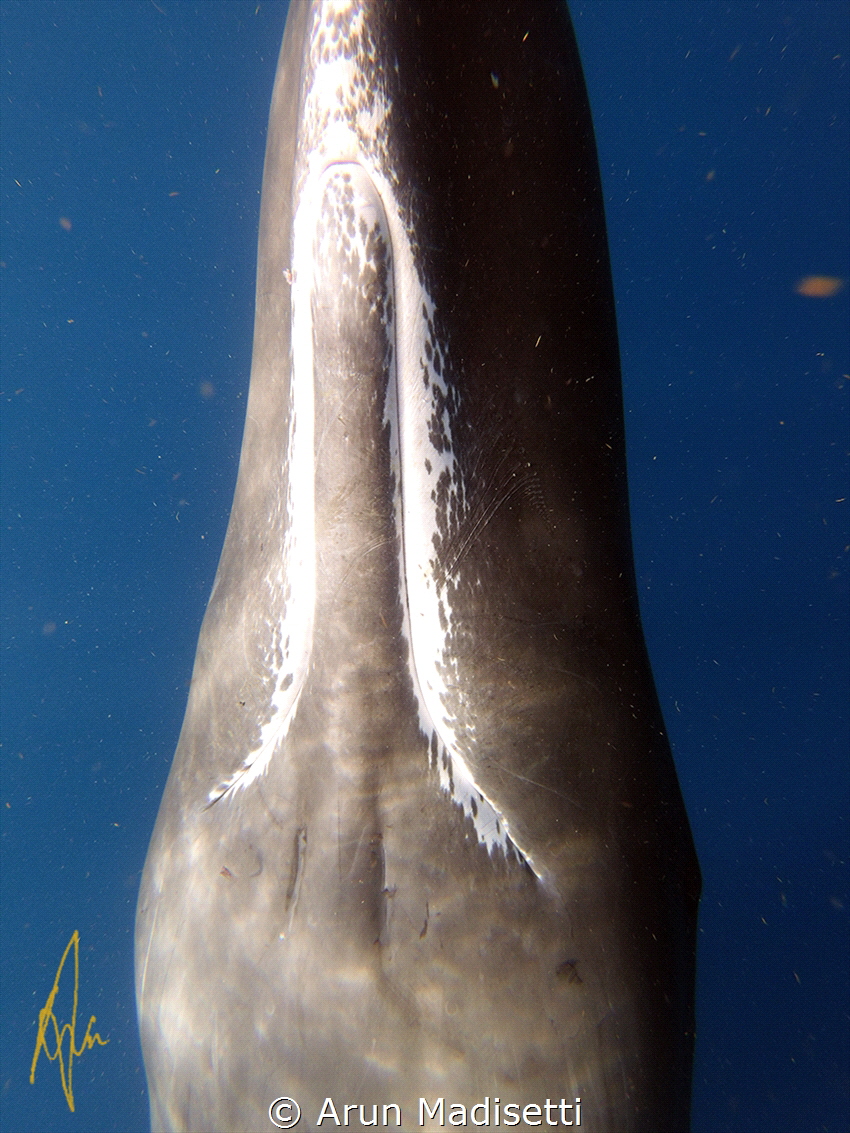 telltale white jawline of a sperm whale.  (taken under go... by Arun Madisetti 