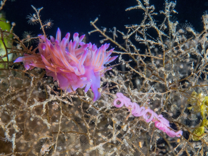 A small Purple flabellina with eggs. by Brenda De Vries 