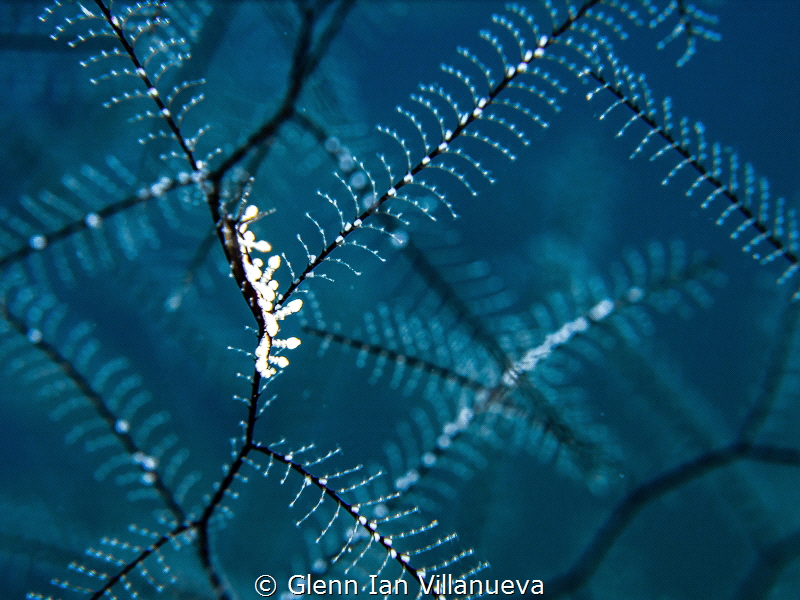 This is a photo of a nudibranch, Eubranchus Sp. in its na... by Glenn Ian Villanueva 