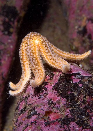 Starfish.
Isle of Harris.
D200, 60mm. by Mark Thomas 