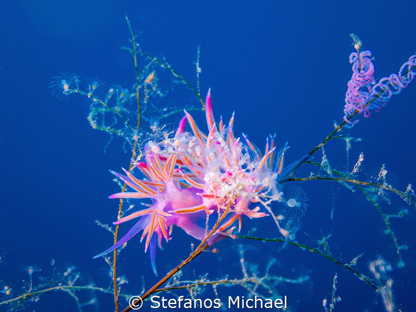 Aeolid Nudibranch - Flabellina affinis
Size: ~ 2 cm
Dep... by Stefanos Michael 