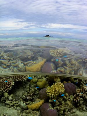 Walea Island. Central Sulawesi by Cipriano Gonzalez 