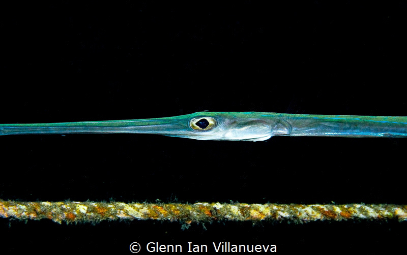This is a photo of a Flutemouth Fish gliding along a buoy... by Glenn Ian Villanueva 