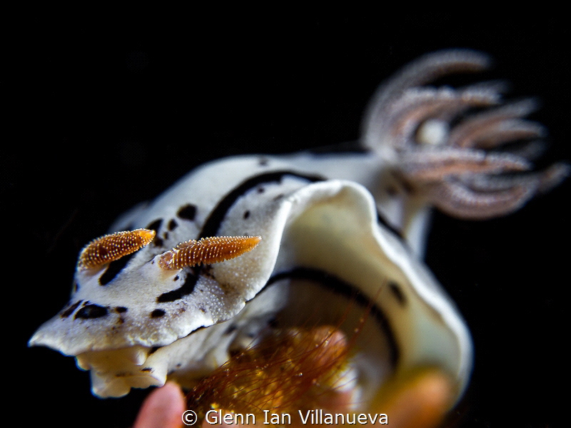 This is a photo of an ordinary chromodoris holding for de... by Glenn Ian Villanueva 