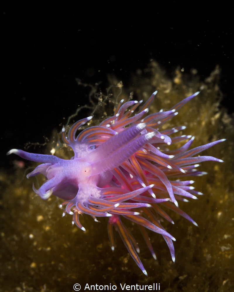 Crazy Flabellina_Scoglio della Formica_2022
(Canon 100mm... by Antonio Venturelli 