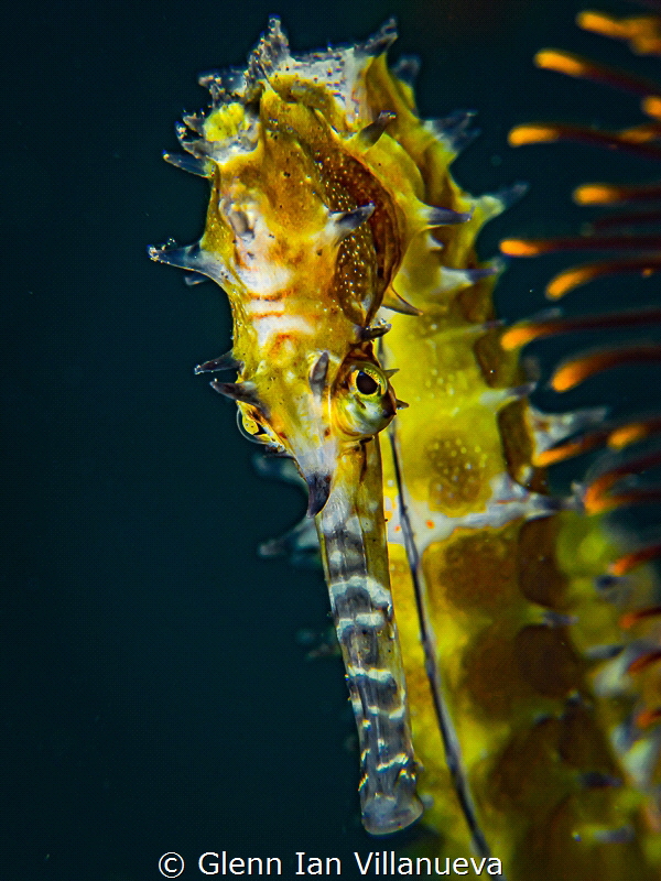 This is a photo of a yellow sea horse playing hide n seek... by Glenn Ian Villanueva 