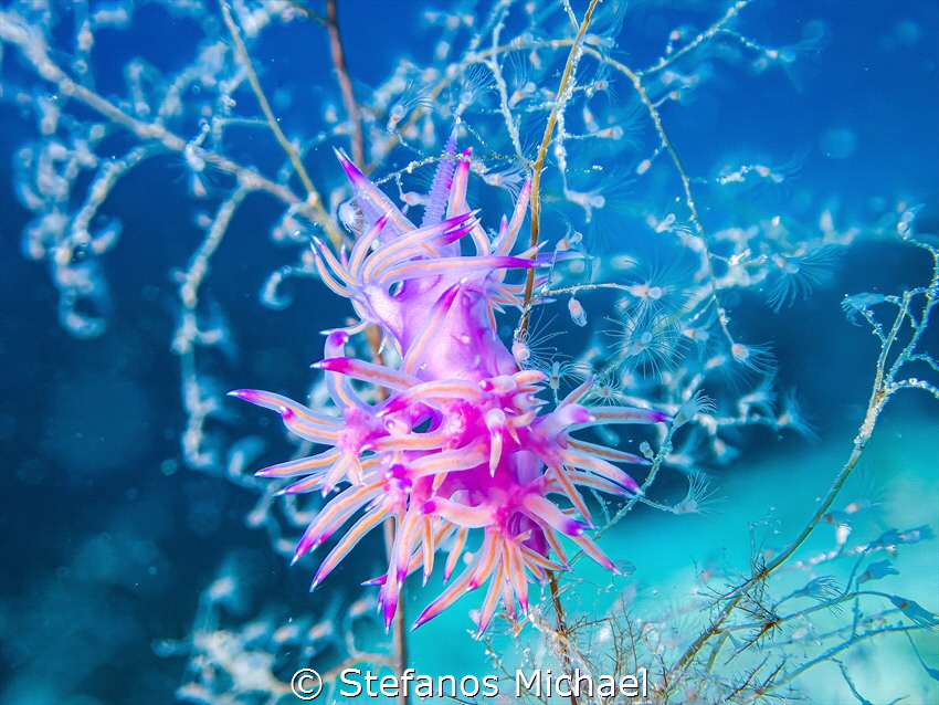 Aeolid Nudibranch - Flabellina affinis by Stefanos Michael 