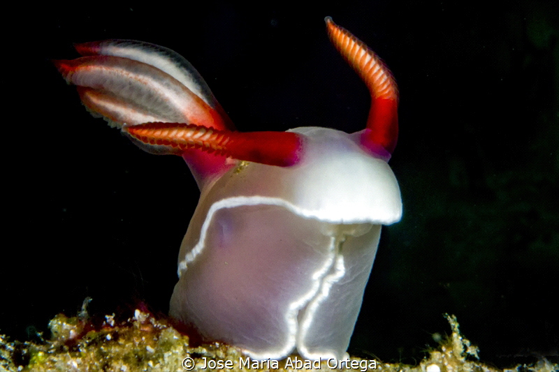 Hypselodoris bullockkii nudibranch by Jose Maria Abad Ortega 