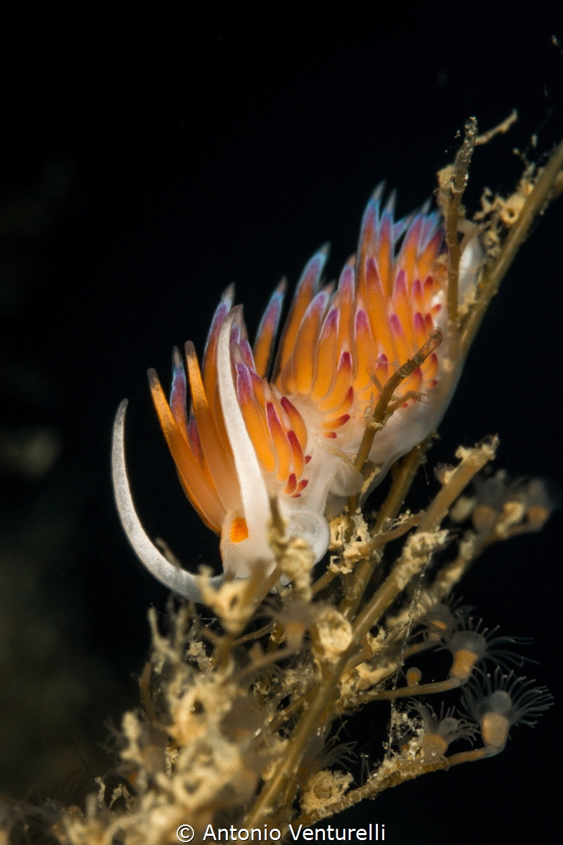 Scoglio della Formica_Sicily_2022
(Canon 100mm,t1/250,f/... by Antonio Venturelli 