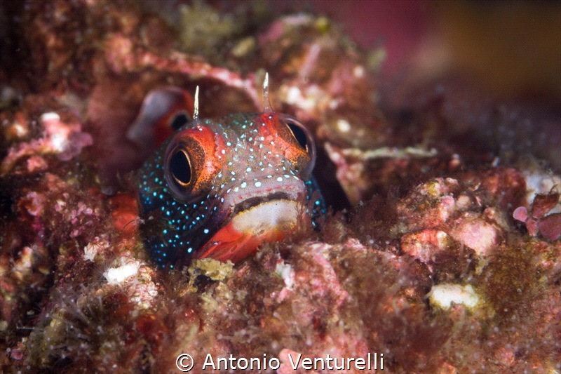 Barnacle Blenny_Vallarta_Mexico_2021
(Canon 100mm,t1/200... by Antonio Venturelli 
