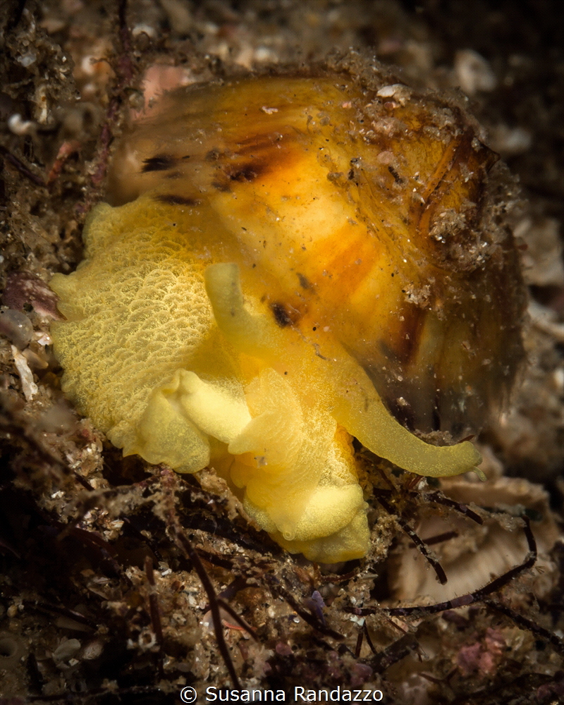 Tylodina perversa nudibranch_Vallarta-2022
(Canon60mm,t1... by Susanna Randazzo 