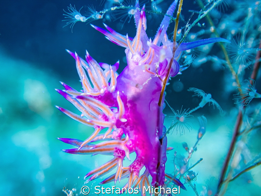 Aeolid Nudibranch - Flabellina affinis by Stefanos Michael 