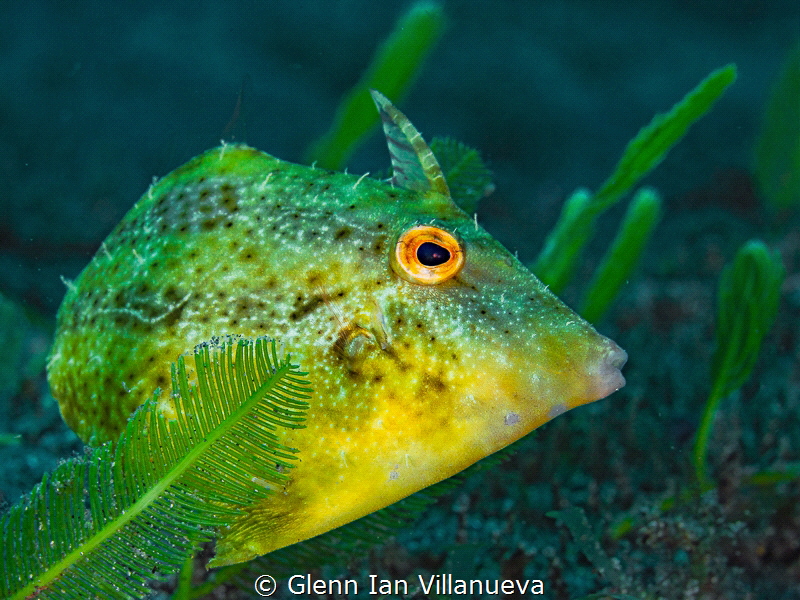 This is a photo of a file fish swimming on grassy patches... by Glenn Ian Villanueva 