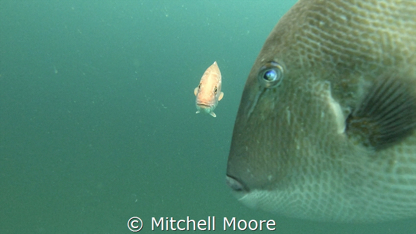 Grabbed this shot while dropping a GoPro 7 on a fishing l... by Mitchell Moore 