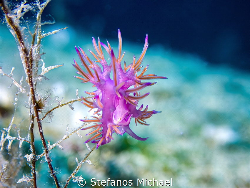 Aeolid Nudibranch - Flabellina affinis by Stefanos Michael 