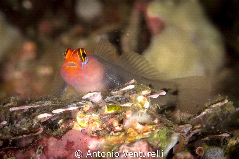 Elacatinus puncticulatus_Vallarta_2022
(Canon100mm,t1/25... by Antonio Venturelli 