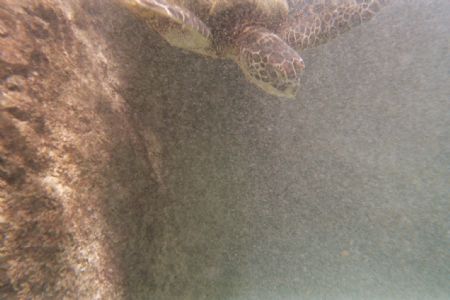 Enter the Turtle. 
Cheap disposable camera--low tech and... by Richard Wright 