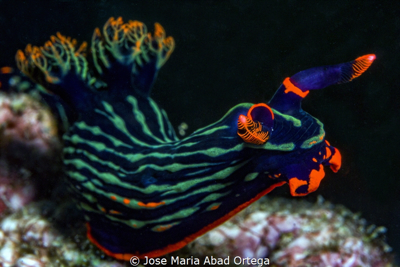 Nembrotha kubaryana by Jose Maria Abad Ortega 