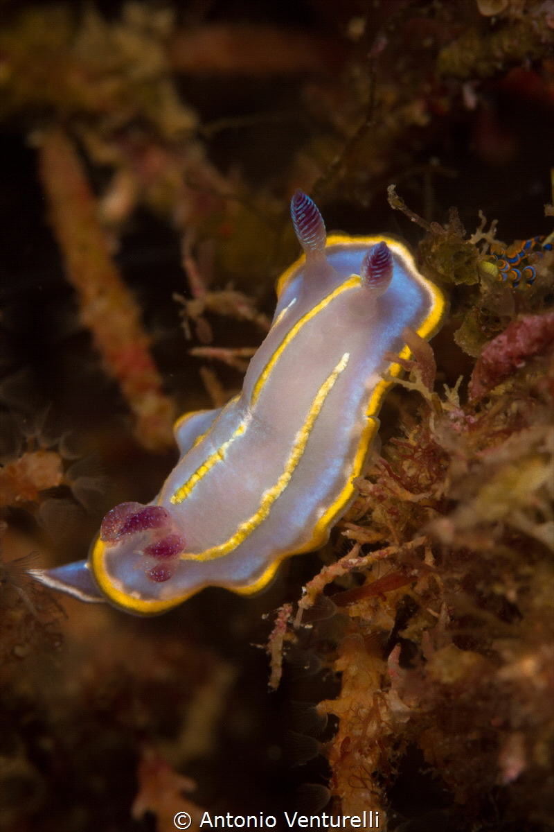 Felimida Khroni nudibranch_2022
(Canon100mm,t1/250,f/14,... by Antonio Venturelli 