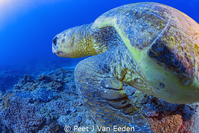A privileged moment to swim side by side with a loggerhea... by Peet J Van Eeden 