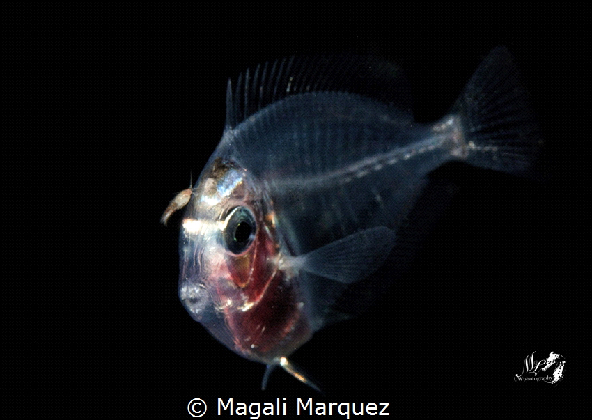 Sergeant fish larva stage 
Bonfire diving by Magali Marquez 