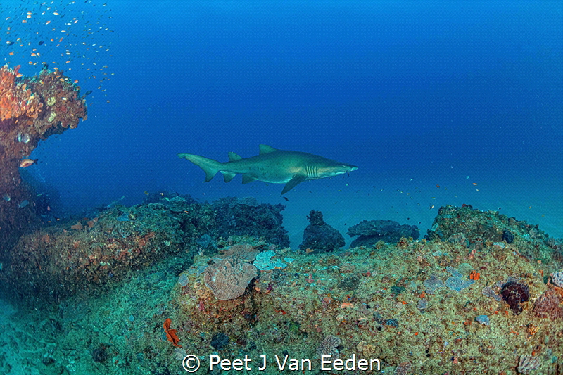 Patrolling by Peet J Van Eeden 