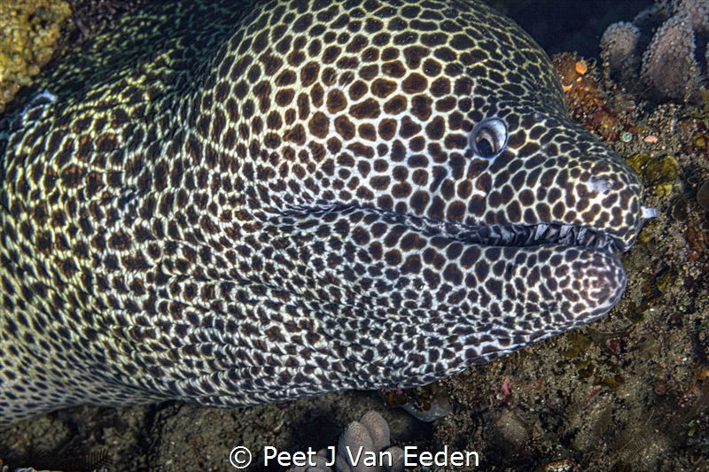 A friendly warning from a honeycomb moray eel by Peet J Van Eeden 
