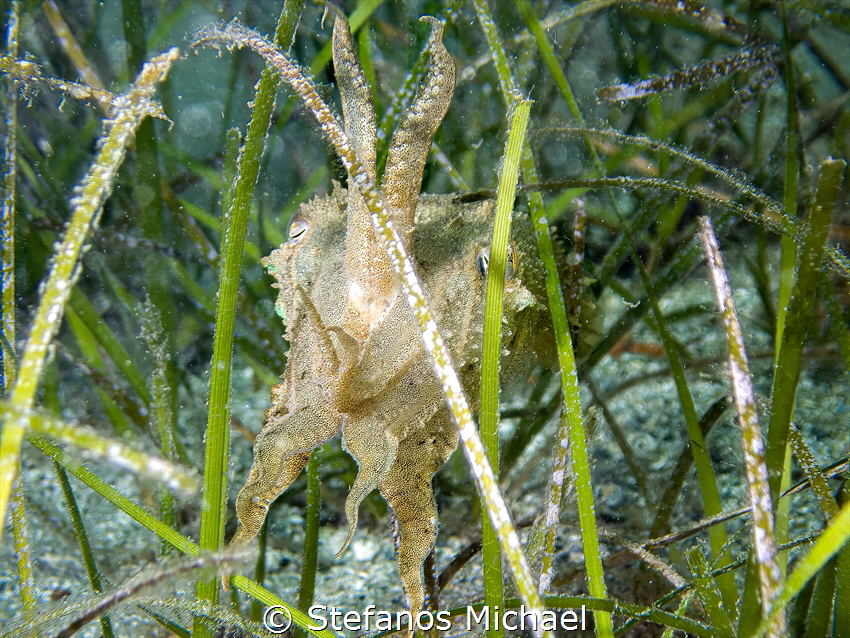 Common Cuttlefish - Sepia officinalis by Stefanos Michael 