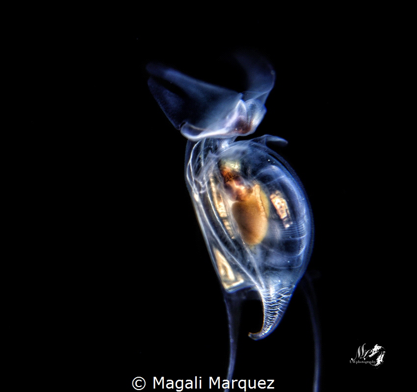 Sea Butterfly 
Bonfire diving 
Aguadilla Puerto Rico by Magali Marquez 