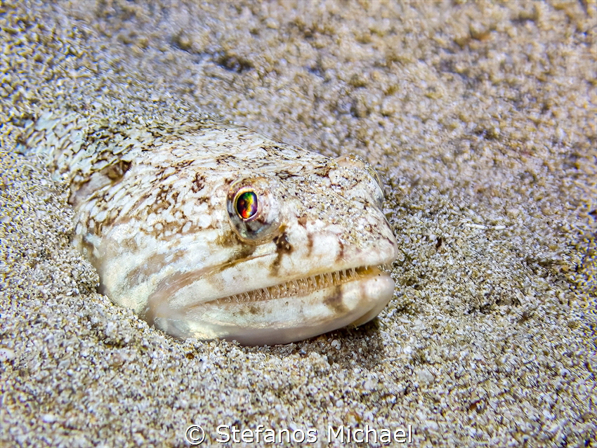 Atlantic Lizardfish - Synodus saurus by Stefanos Michael 