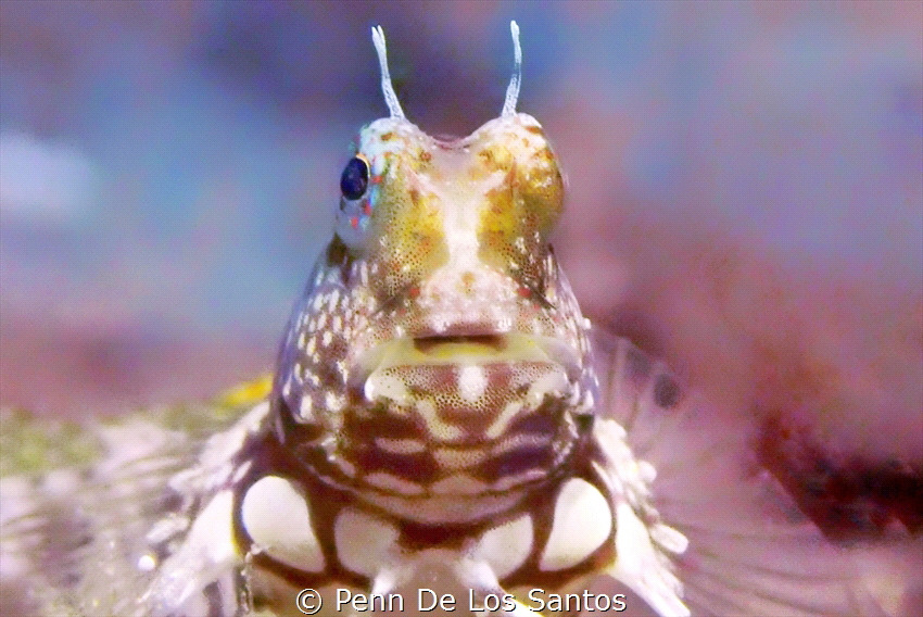 Blenny by Penn De Los Santos 