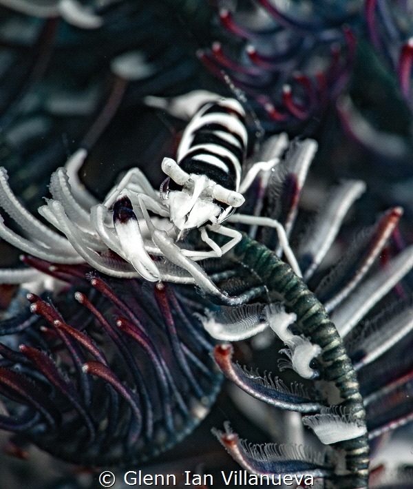 This is a photo of a crinoid shrimp riding on this crinoi... by Glenn Ian Villanueva 