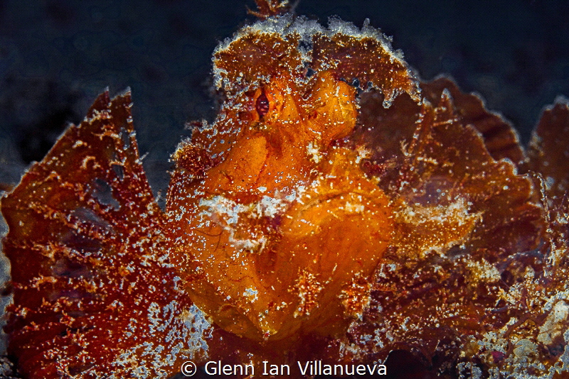 This is a photo of a Rhinopias Eschemeryi spotted in Anil... by Glenn Ian Villanueva 